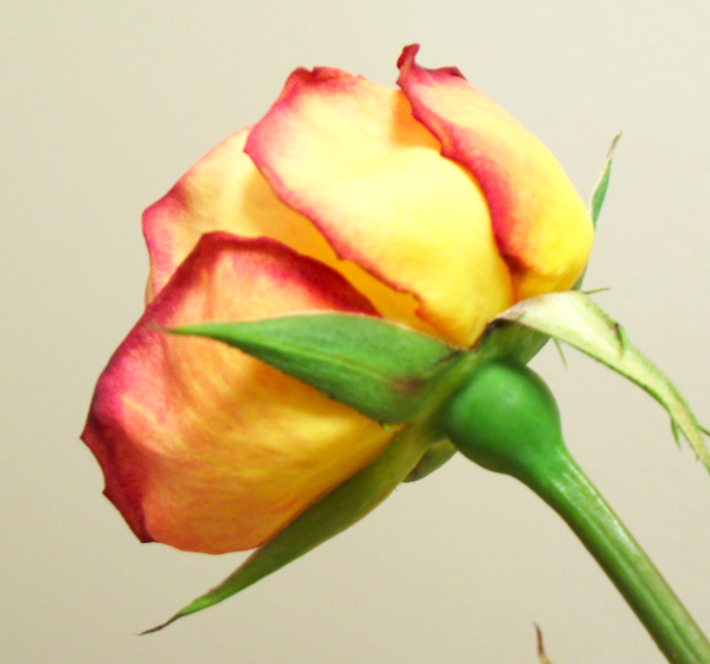 My Blog has moved to What Do You Do With Dead Roses?
