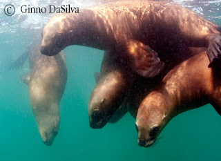 sea lions in Patagonia Argentina dive with sea lions in Peninsula Valdes