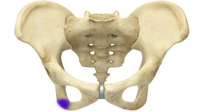 Diagram Female Pelvis