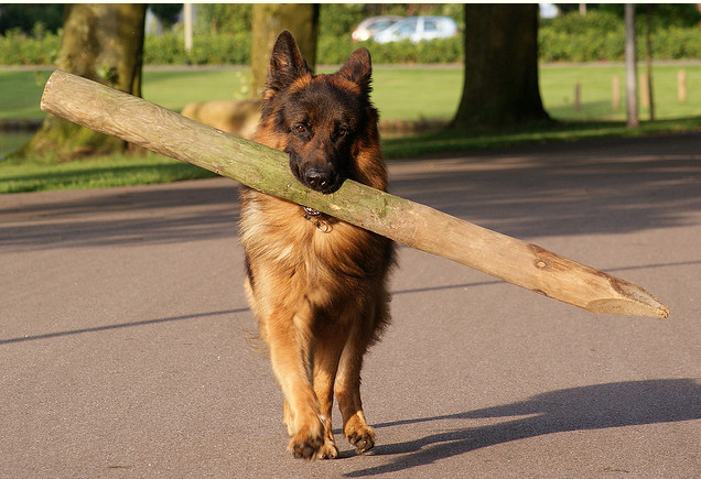 most dangerous german shepherd