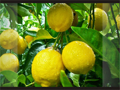 Jeruk Lemon