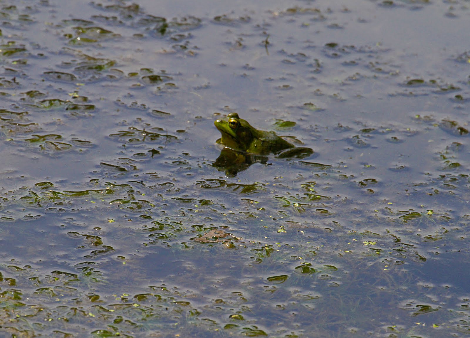 Bog Frog