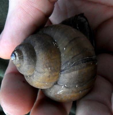 mystery-snail.jpg