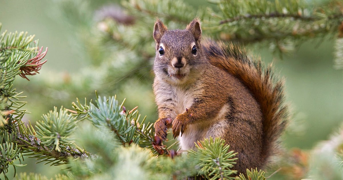 Pine Squirrels Animals Interesting Facts & Latest Pictures Animals