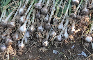 AJOS RECIÉN RECOLECTADOS SECANDOSE AL SOL SOBRE LA TIERRA DE LA HUERTA.