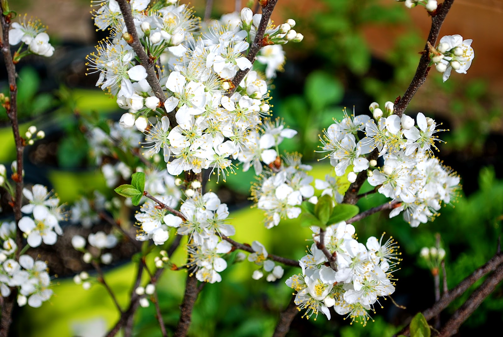 In Praise Of Quince The Next Stage Women And Retirement