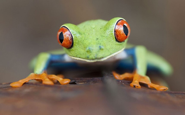 Imagens de animais mais incríveis já vistas