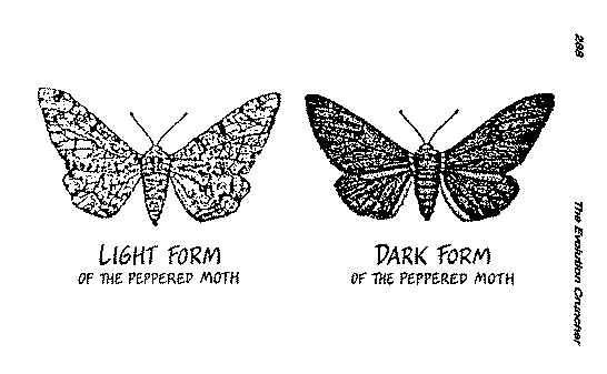 Black Peppered Moth Natural Selection Sketch Black Peppered Moth Natural Selection Sketch