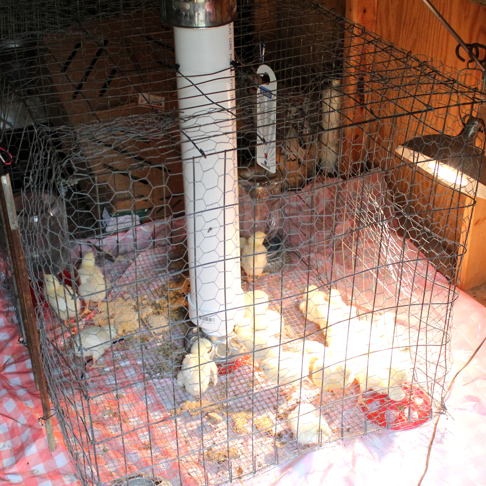 Homestead Roots Baby Chick Feeder DIY Super Easy Works Great!