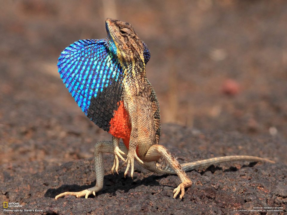 ANIMALS PLANET: Most beautiful animals wallpapers ANIMALS PLANET: Most beautiful animals wallpapers