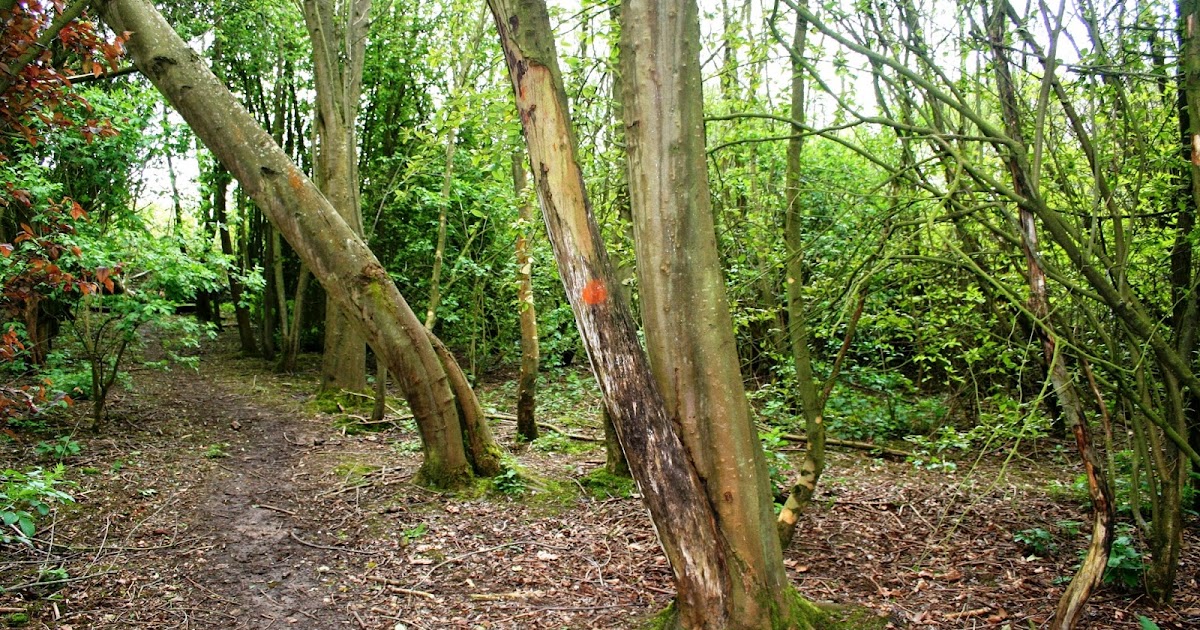 Filnore Woods Blog Dangerous trees
