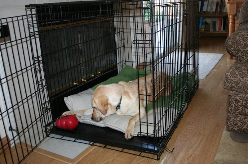 cabana laying on a dog bed in a huge black wire crate, with a red giant kong in the corner, she has her paw on it and is peering inside it