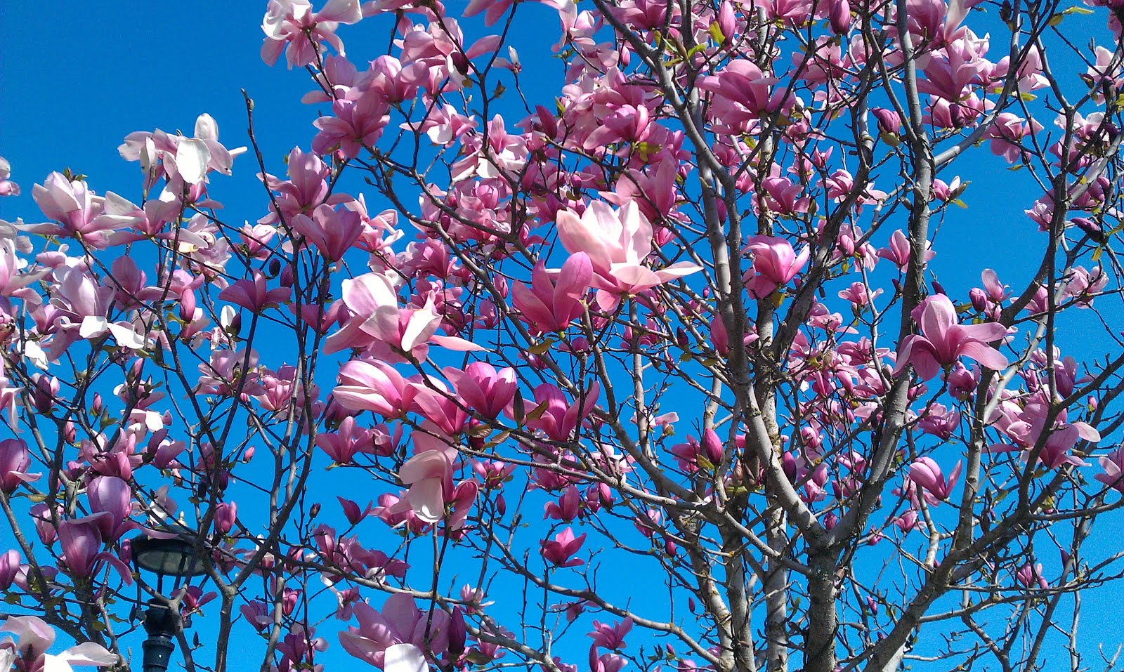 Blossom Beauty