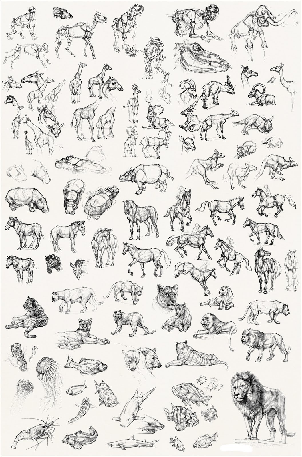 Drawings Of Animals