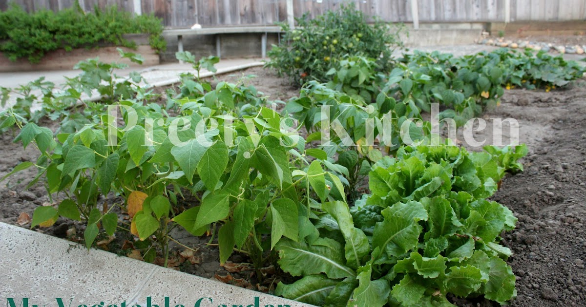 Preety's Kitchen: A Peek In My Vegetable Garden (July 2013)
