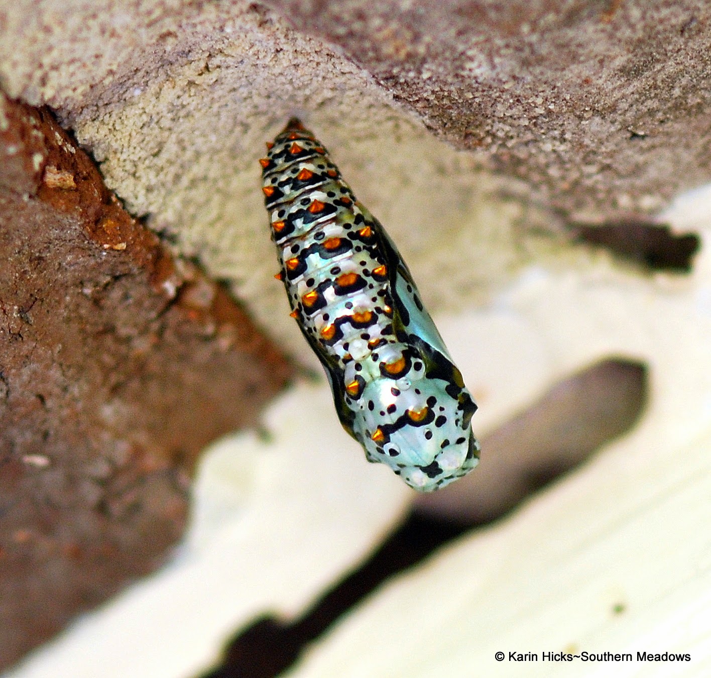 Southern Meadows: The Year of the Fritillaries variegated fritilllary chrysalis