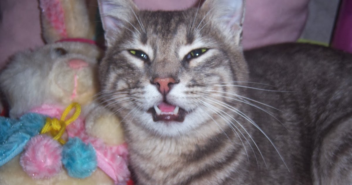 Tawşi�nin Dünyası TERKEDİLEN GRİ EV KEDİSİ BULDUM!