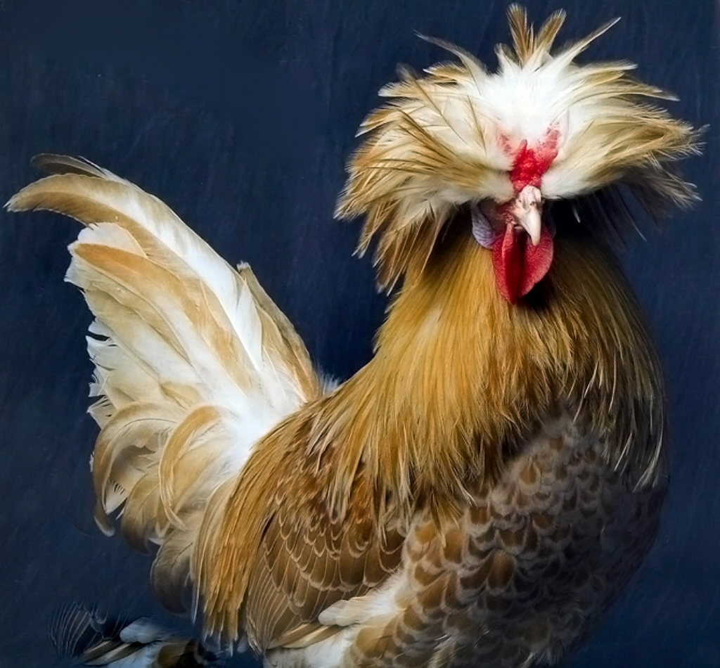 ADITHYA POULTRY CORP May 2011