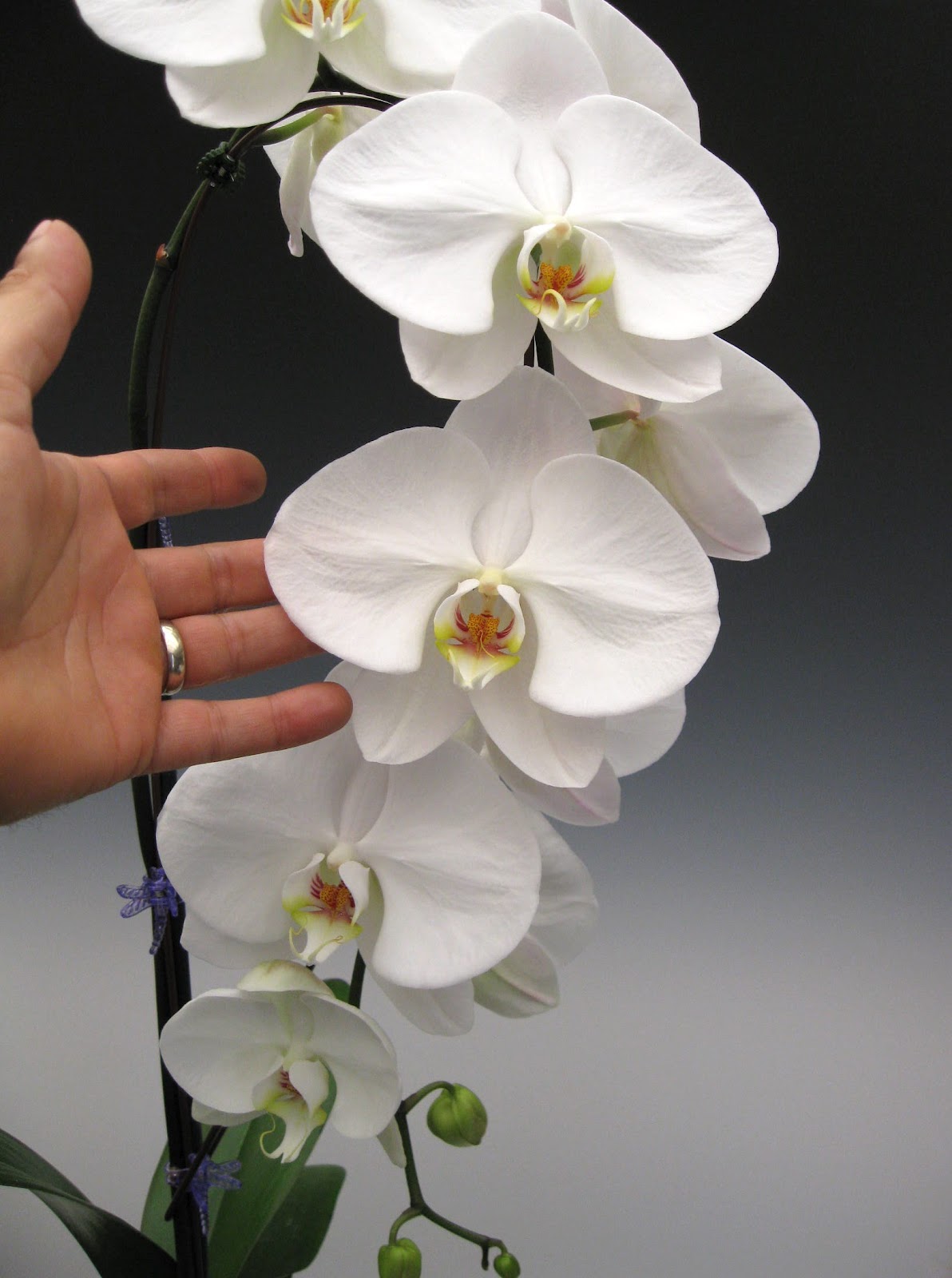 White Orchid Species