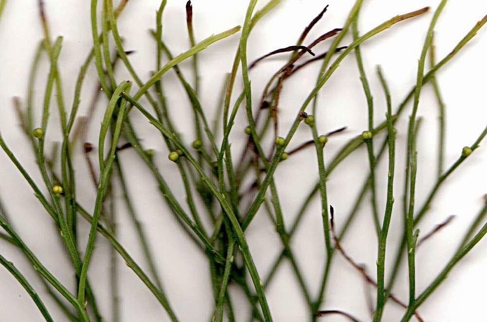 Space Coast Wildflowers Malabar Scrub Sanctuary, April 26, 2013