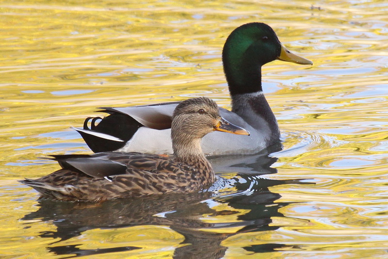 Birding Is Fun!: Mallard - Hardly a Rare Duck