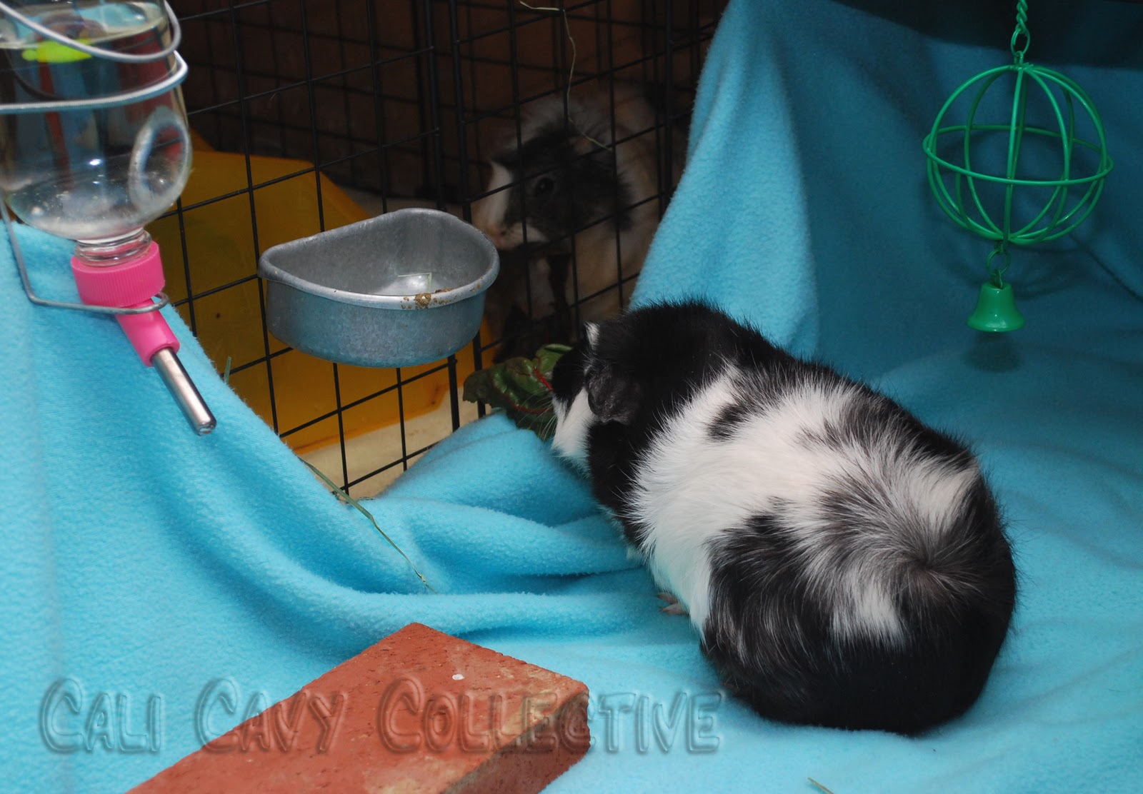 Cali Cavy Collective a blog about all things guinea pig Revy's Guinea