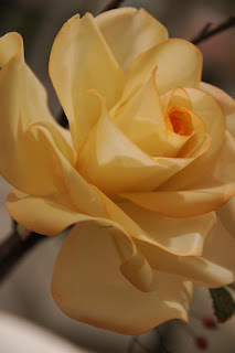 21 Frau Rosenfräulein Mit Rosen Delikat Essen https://rosenprodukte.com zucker rosen