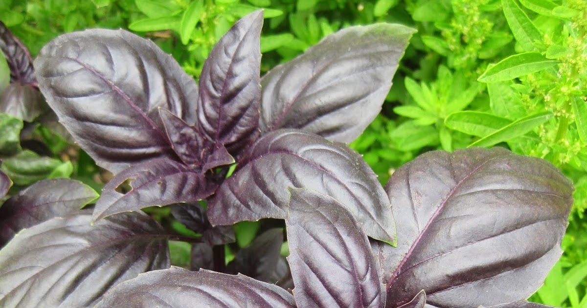 Rotary Botanical Gardens Hort Blog Basils for Taste and Ornament