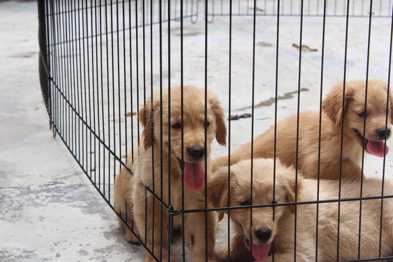 LovelyPuppy 20140406 Super Big Bone Golden Retriever Puppies