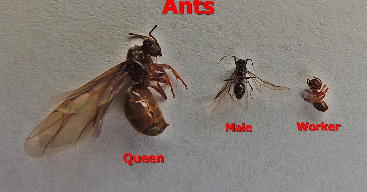 Bob's Nature Blog: Flying Ant Day