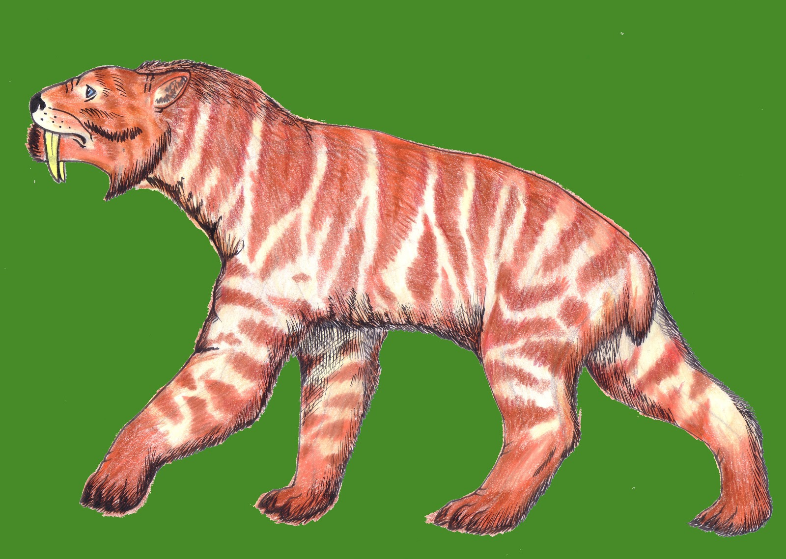 Is the Maltese blue tiger a myth or a reality Is the Maltese blue tiger a myth or a reality