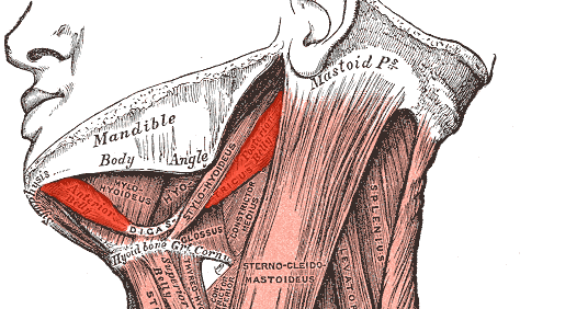 New Voice, New Career: Anatomy and Physiology Series: Anatomy of