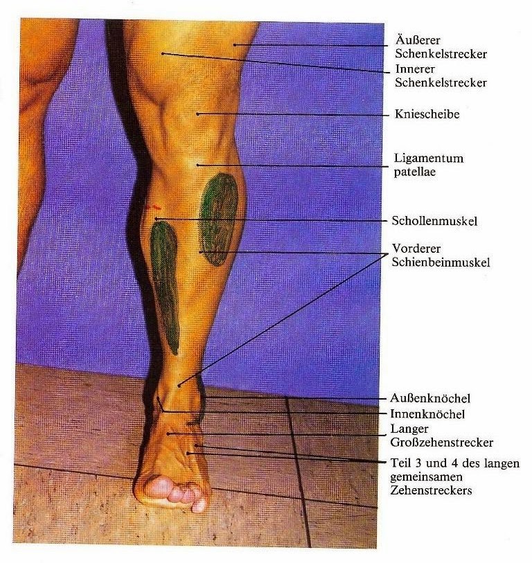 shin splints diagram