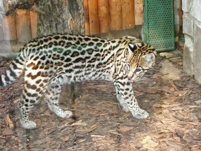 Kotkociak Leopardus Tigrinus Kot Tygrysi
