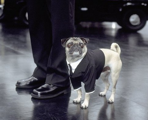 frank the pug from in black the 21 greatest dogs in genre history list the frank the pug from in black the 21 greatest dogs in genre history list the