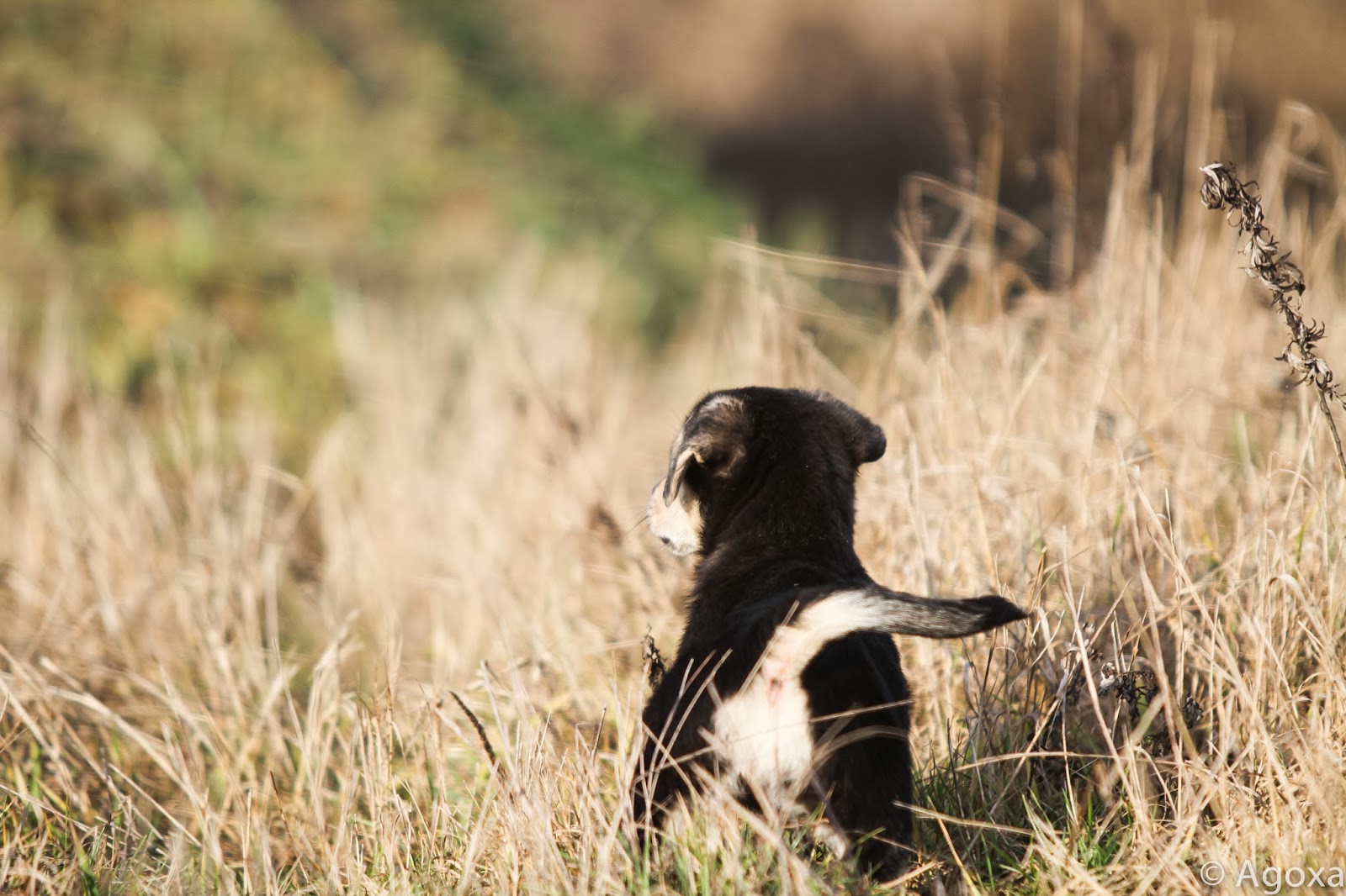 AGOXA FCI Pieski do oddania za darmo