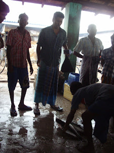 Auctioning of fish at Jaffna Fish port.