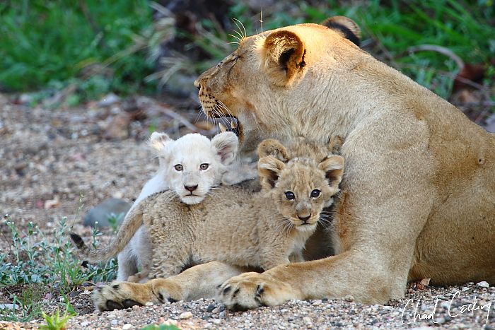 12th November – The Post You Have All Been Waiting For: White Lions  Galore!!!