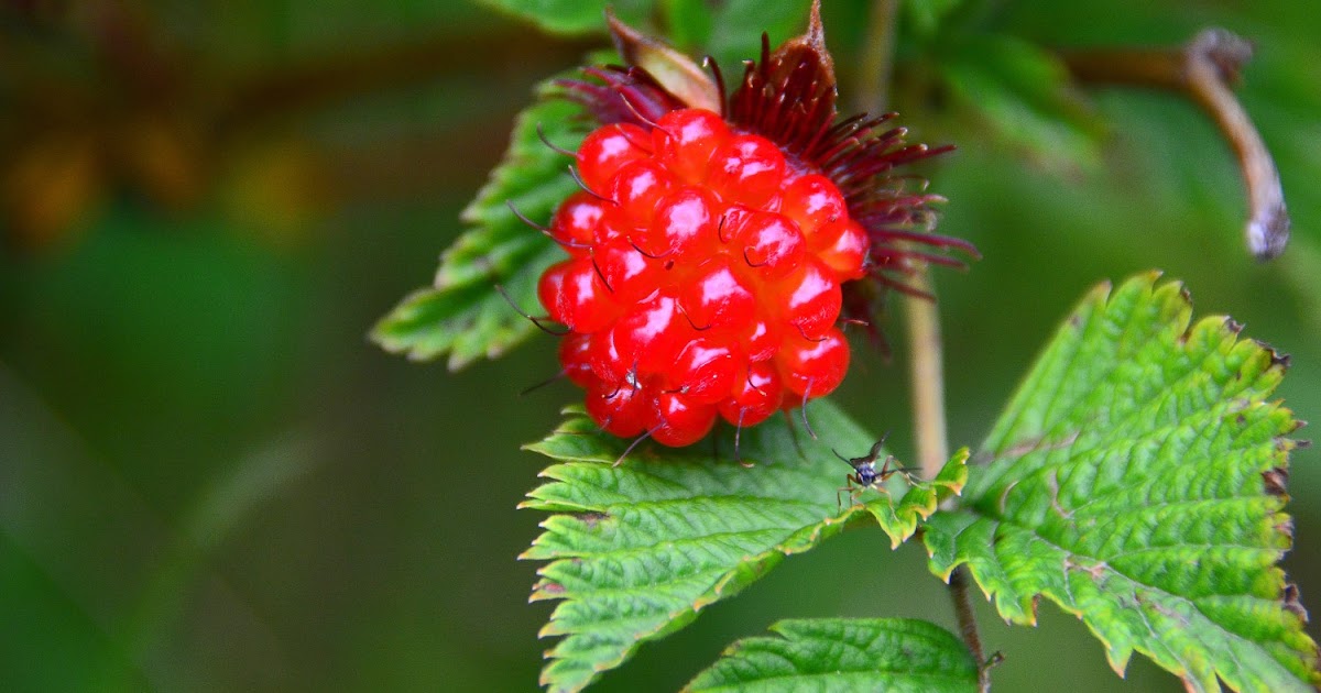 Shutterbugs Capturing the World Around Us Salmon Berries