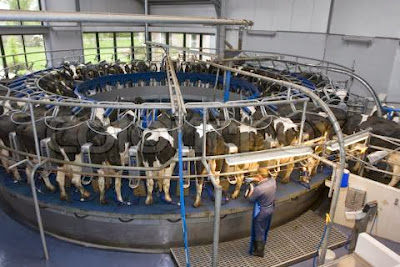 dairy cows, cramped conditions, vegan, animal cruelty