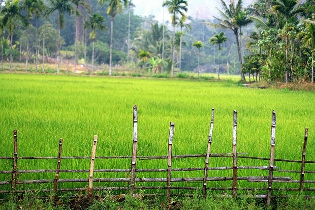 നൊസ്റ്റാള്‍ജിയ