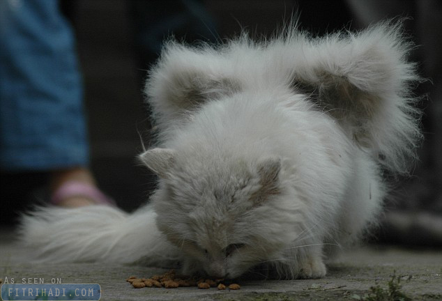 gambar kucing bersayap china