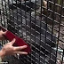 This chimp showing off her incredible musical talent is worth watching!