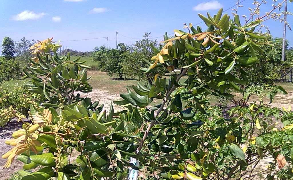 Sarana Pertanian,Perkebunan,Pupuk Organik Serta Obat ...