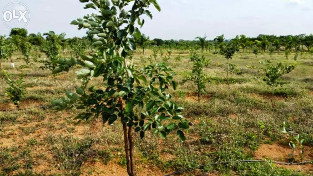 sandal tree sugavanam writings april 2015 sandal tree sugavanam writings april 2015