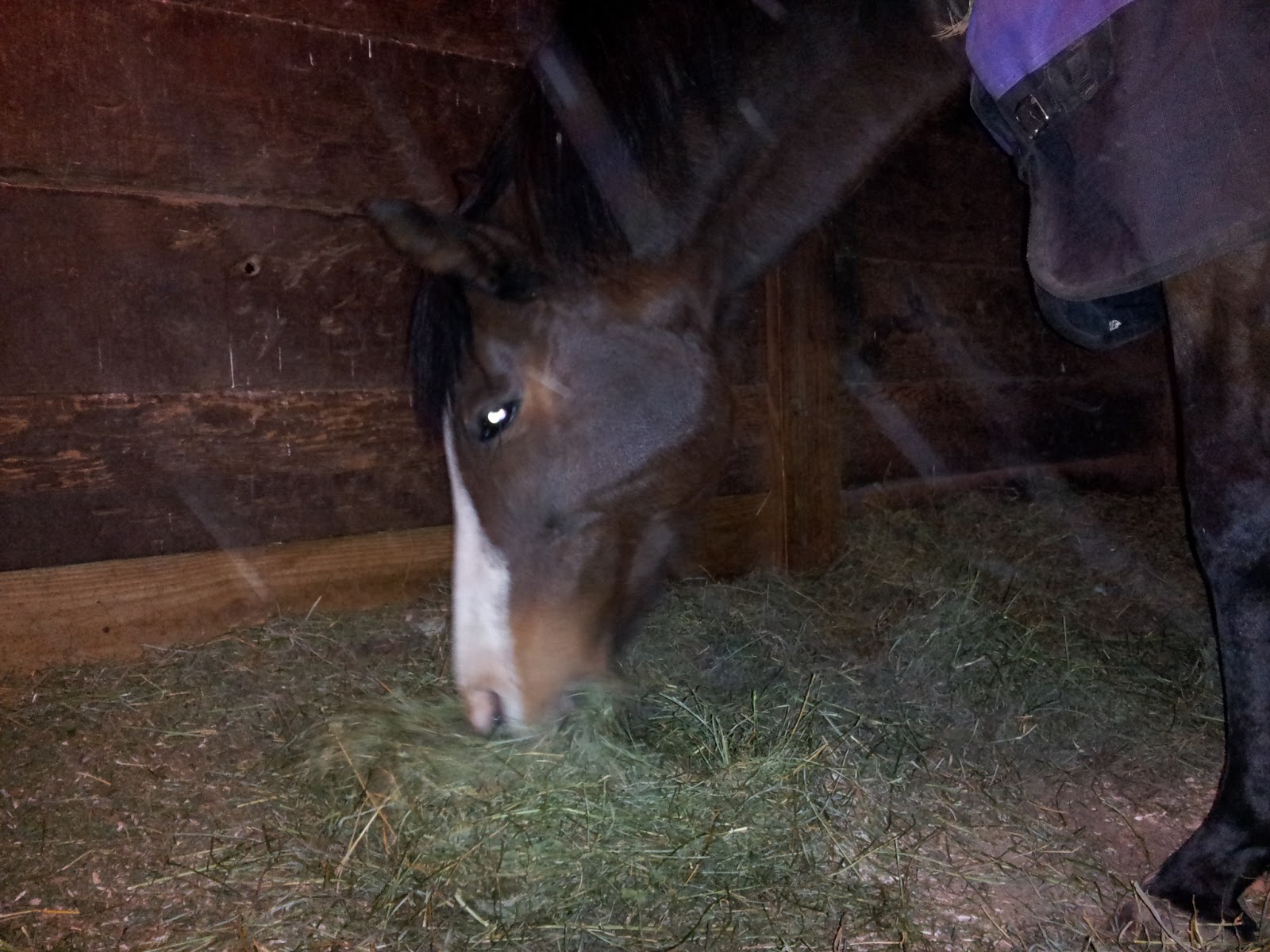 Through the Eyes of a Deaf Equine Fanatic They really need to invent