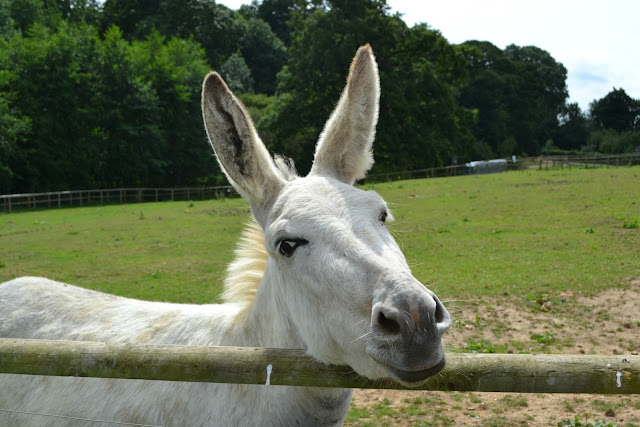 A donkey