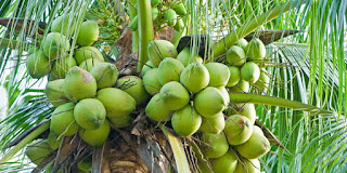 Makanan Sehat Untuk Ibu Hamil Menurut Tuntunan Rasulullah SAW buah untuk ibu hamil