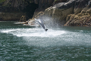 Delfin Fungie http://podrozemamywnaturze.blogspot.com/