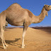 A preparation of camel milk and urine, can end cancer